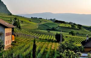 El sector del vino europeo, preocupado por su futuro