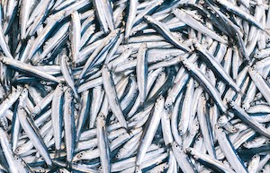 Más de 2,5 toneladas de pescado decomisado para los bancos de alimentos