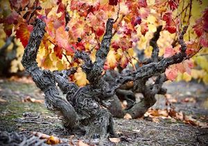 Zaragoza quiere ser Capital Mundial de la Garnacha