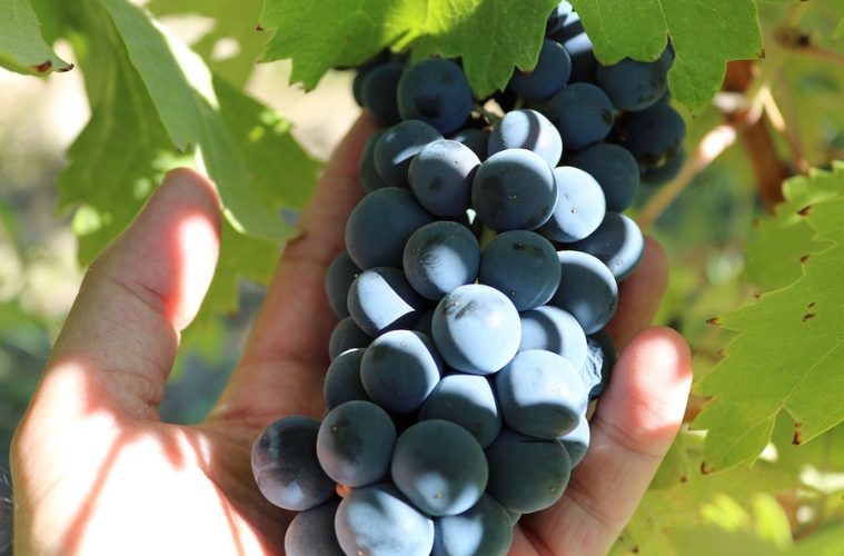 De cara a la próxima vendimia, homologados ya los contratos de compraventa de uva y vino