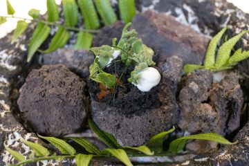 De cómo cada volcán influye de forma diferente en la cocina de su territorio - Foto elaboración Oriol Castro