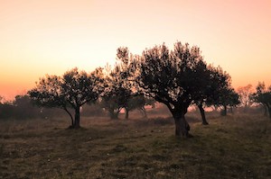 Aprovechando los restos de poda de olivo para controlar la humedad en la industria agroalimentaria
