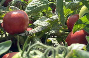 Cada vez más cultivo de tomate para industria en Navarra