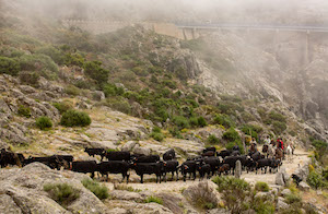 Fotos sobre la trashumancia que son de premio
