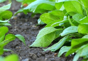 2Los sistemas de regadío en la agricultura española, cada vez más eficientes 2