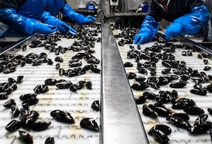 Plan de ayudas a la producción y comercialización de pesca y acuicultura