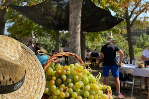 Propuestas para vivir la vendimia del cava en las propias bodegas