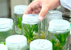 StartBEC, programa de impulso para empresas emergentes en bioeconomía agroalimentaria
