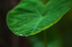 Bacterias beneficiosas que ayudan a las plantas a absorber más agua y nutrientes