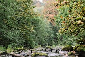Bioinnova, nuevo concurso para productores de alimentos de origen forestal