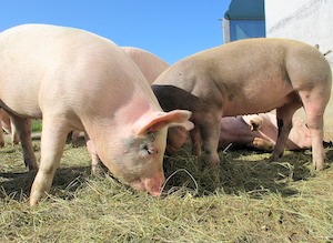 El sector porcino, dispuesto a avanzar hacia la circularidad