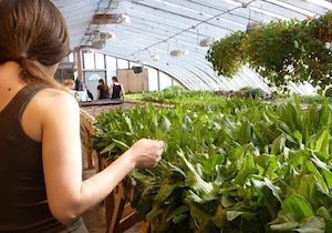 Jóvenes agricultores y ganaderos se reúnen en Sevilla para debatir sobre el futuro del sector