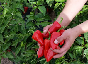 La campaña del piquillo de Lodosa comienza con un importante aumento de la superficie cultivada