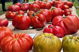 Los mejores tomates del año, elegidos en la Feria del Tomate Antiguo
