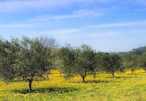 Vita-Terra, proyecto para transformar suelos infértiles en vivos y productivos para el olivo