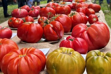Los mejores tomates del año, elegidos en la Feria del Tomate Antiguo