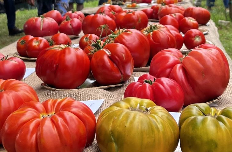 Los mejores tomates del año, elegidos en la Feria del Tomate Antiguo