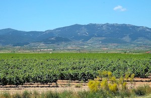 Desde hoy, nueva Denominación de Origen Protegida de vino de pago Urbezo
