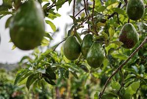 El aguacate se reivindica como opción sostenible frente a la polémica por el consumo de agua