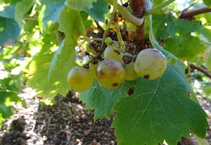 Hebén, variedad de uva centenaria recuperada en Madrid