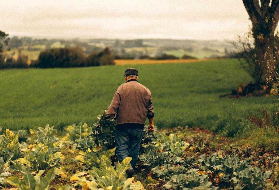 La agricultura ecológica en España sigue creciendo: un 12 % más que en 2022
