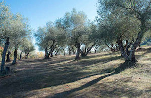 La previsión de producción de aceite de oliva, casi un 50 % superior que la campaña anterior