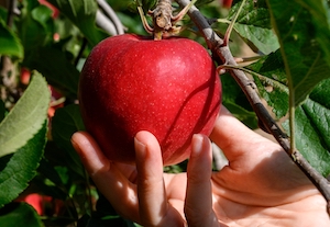Nueva variedad de manzana adaptada a climas con veranos cálidos