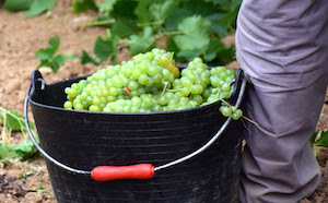 Penedès finaliza su vendimia con menor recogida pero de alta calidad