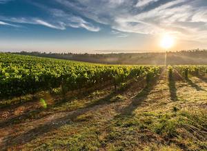 Relato del Vino Español, una herramienta para consolidar su identidad en los mercados