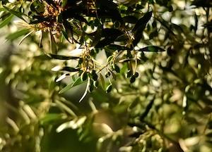 Subproductos de la aceituna que pueden servir de alimento para ganado