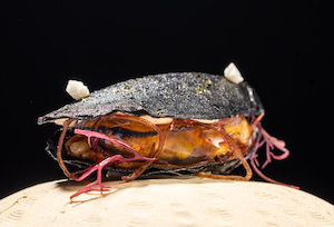 Un trampantojo de mejillón, ganador del Campeonato de Pintxos de Euskadi y Navarra