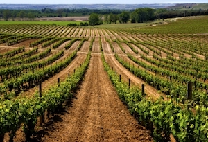 La vendimia en Ribera del Duero finaliza con menos uva pero de gran calidad