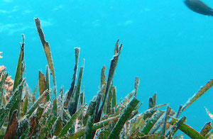 Sobre la necesidad de proteger las praderas de Posidonia en el litoral de Baleares 