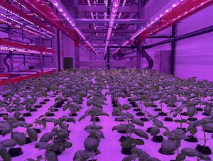 Startups con soluciones que pueden transformar el sector agroalimentario