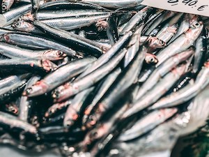 En 2025 la cuota de boquerón en el golfo de Cádiz será siete veces mayor que este año 
