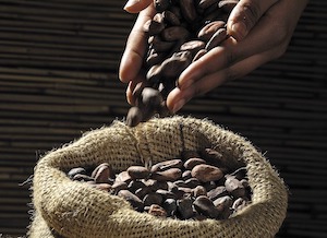 Los precios internacionales del cacao suben un 50 % coincidiendo con las fiestas navideñas