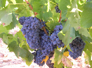 Cariñena acogerá Grenaches du Monde, el concurso internacional Garnachas