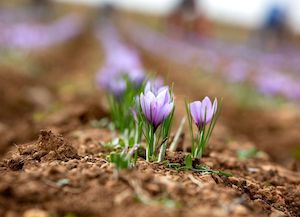 La cosecha de Azafrán de La Mancha, superior a la anterior pero todavía por debajo de la media Foto DOP