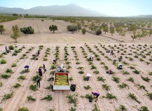La vendimia 2024 de Jumilla, la más escasa de su historia
