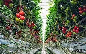 Tendencias y tecnologías que marcarán la industria agroalimentaria en 2025