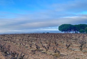 Buscando las variedades de uva del futuro en la DOP Ribera del Duero