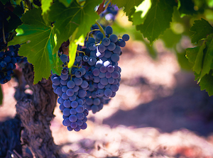 Cariñena será la sede del concurso internacional Garnachas del Mundo