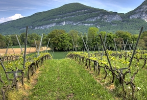 El ministerio activa de urgencia la cosecha en verde en el sector del vino