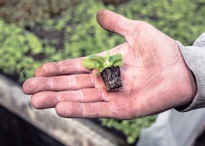 Las fincas experimentales de cultivo de lechuga abren sus puertas en el Campo de Cartagena