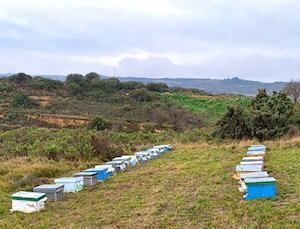 Colmenas en viñedos que ayudan a mejorar el cultivo y el ecosistema