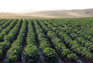 La visión de España sobre el futuro de la agricultura y pesca en el marco de la UE