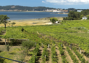 2Comienzan las candidaturas a Ciudad Española del Vino 2026 2