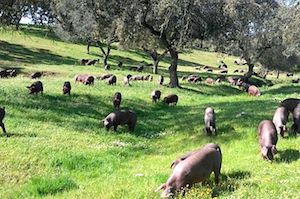 Coproductos y subproductos del cerdo ibérico que podrían utilizarse en otros sectores