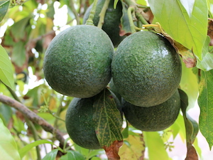 El Aguacate de Canarias, nueva Indicación Geográfica Protegida (IGP)