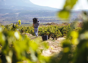 La cosecha 2024 de Rioja, calificada como Buena